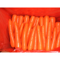 Zanahoria fresca competitiva para la exportación (300g y más)